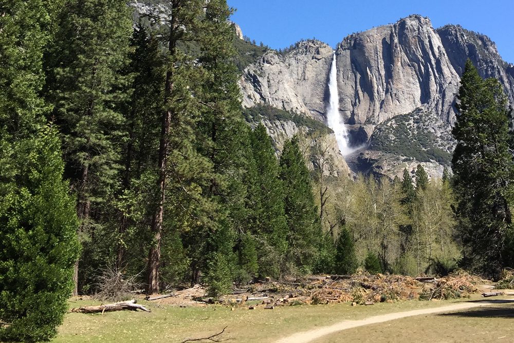 View from Yosemite Valley to Upper Yosemite Falls waterfalls with green giant sequoia trees and blue sky from Sentinel Cook's Meadow Loop in springtime